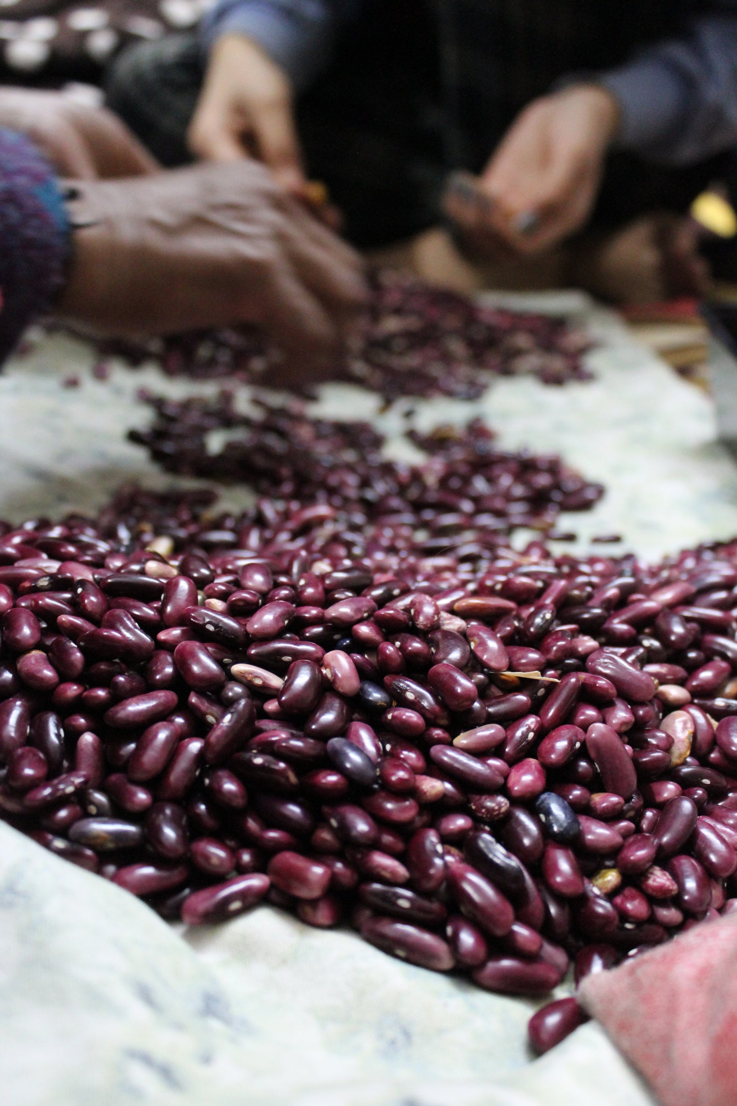 Kinnaur Rajma (Red)