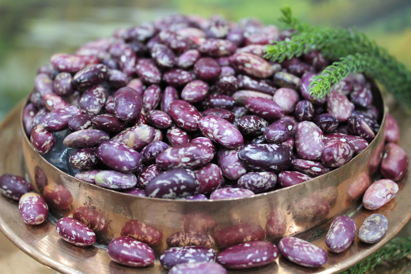 Kinnaur Rajma (Red Chitra)